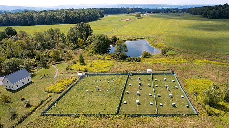 Lab Mice Lose Their Anxiety After a Week Outdoors Thanks to a Cornell Rewilding Study