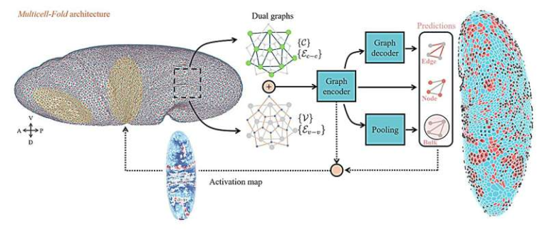 A Deep-Learning Model Can Now Predict How Fruit Flies Form Cell by Cell During Early Development