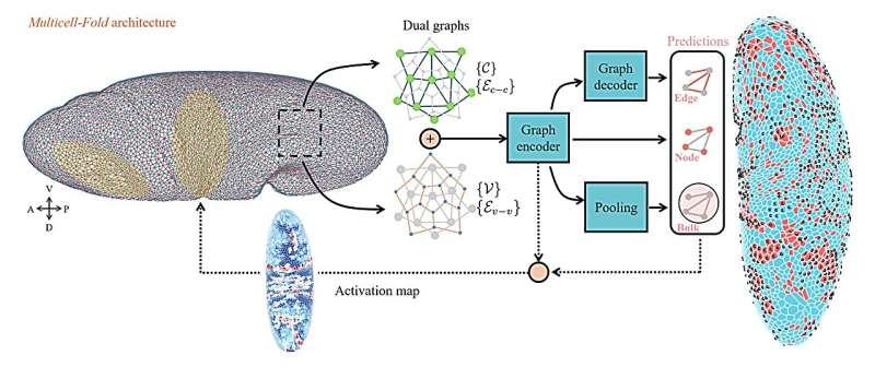 A Deep-Learning Model Can Now Predict How Fruit Flies Form Cell by Cell During Early Development
