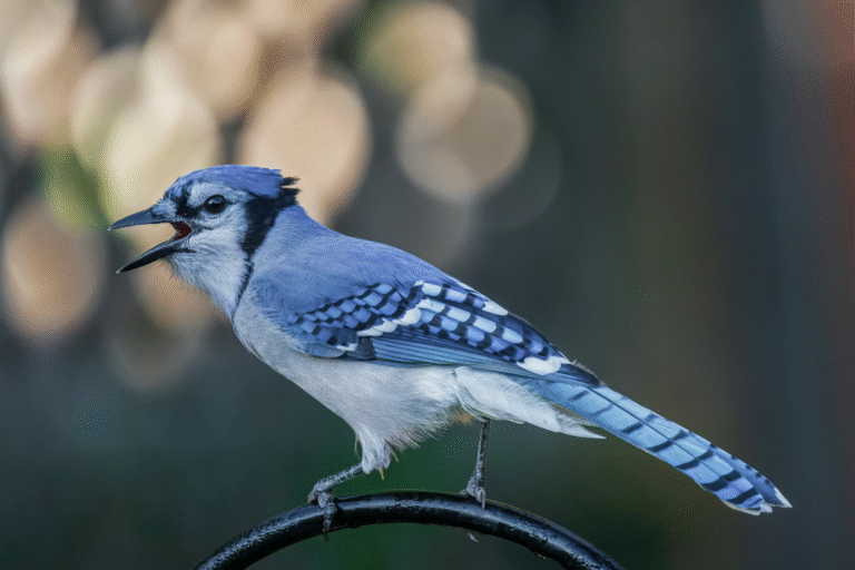 Vocal Comprehension Learning Is Far More Widespread in Birds Than Scientists Once Believed