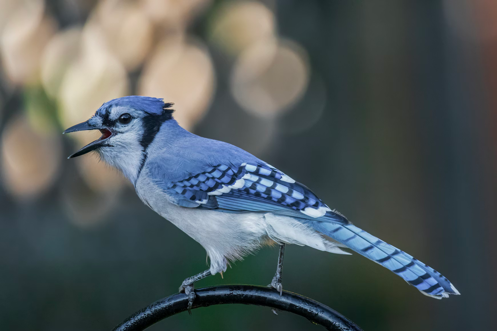 Vocal Comprehension Learning Is Far More Widespread in Birds Than Scientists Once Believed