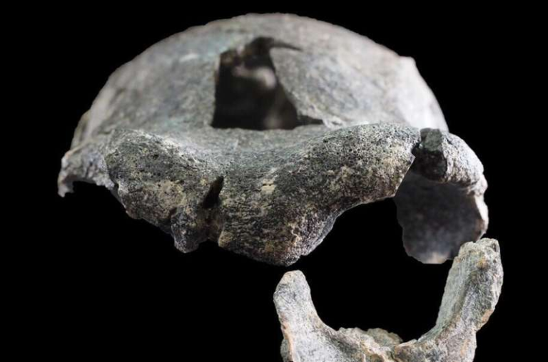 A Newly Reconstructed Homo erectus Face Reveals Fresh Clues About Early Human Migrations