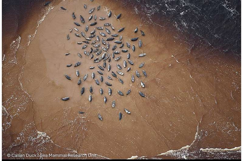 New Research Maps How Gray and Harbor Seals Move Across Northwest Europe’s Seas