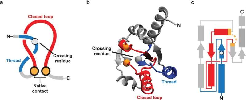 Essential Proteins in E. coli Are More Likely to Be Repaired After Misfolding, According to New Research