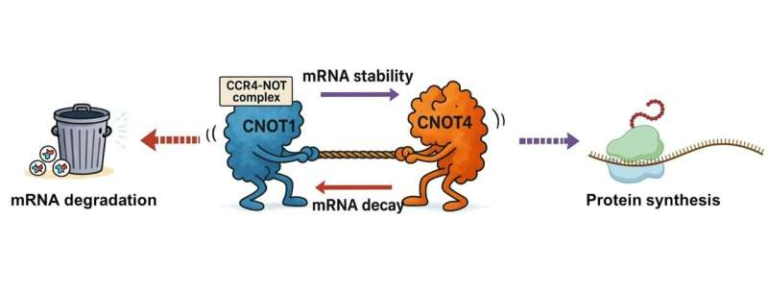 Opposing Forces Inside Human Cells Could Reveal New Paths for Treating Disease