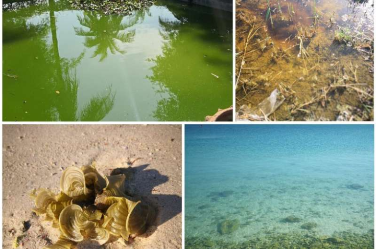 NYU Abu Dhabi’s New AI Tool LA⁴SR Is Transforming How Scientists Discover Hidden Microalgae Proteins