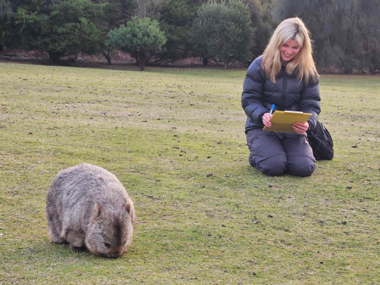 Why Wombats Have Square Poop and How It Might Be a Clever Way to Communicate