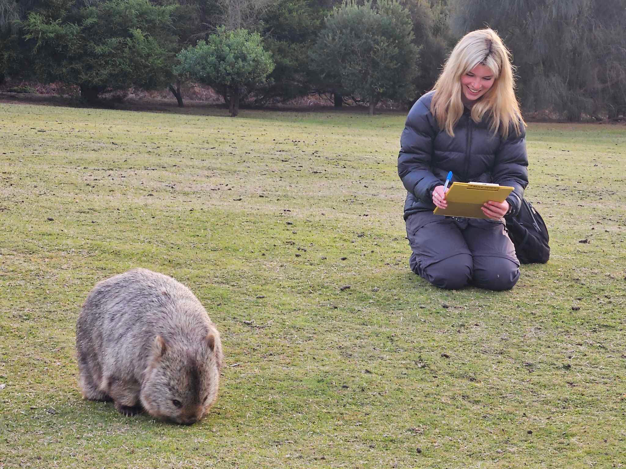 Why Wombats Have Square Poop and How It Might Be a Clever Way to Communicate