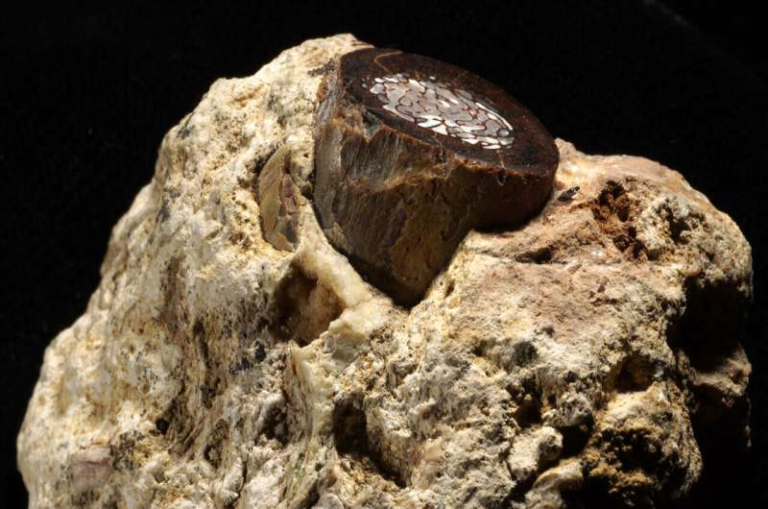 Ancient Animal Fossils Reveal Million-Year-Old Environments Through Preserved Metabolic Molecules