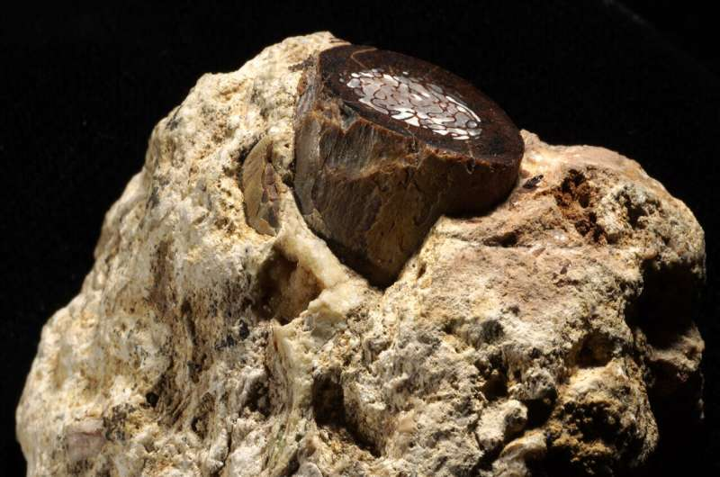 Ancient Animal Fossils Reveal Million-Year-Old Environments Through Preserved Metabolic Molecules