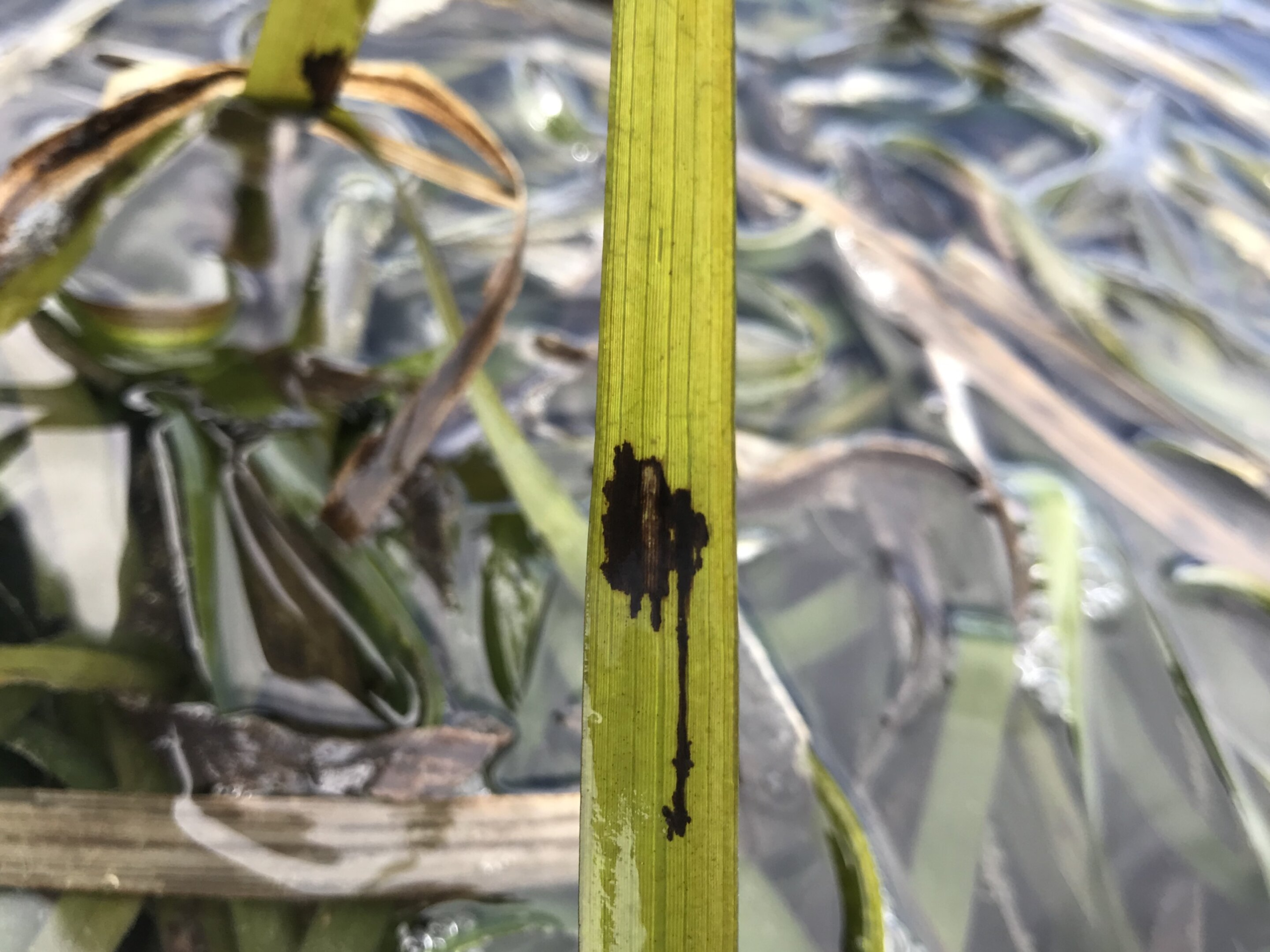 How Ecosystem Interactions Are Driving the Spread of Seagrass Wasting Disease in Eelgrass Meadows