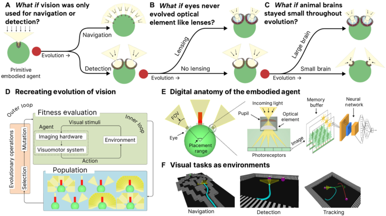 AI Researchers Build a Scientific Sandbox to Explore How Vision Systems Evolve