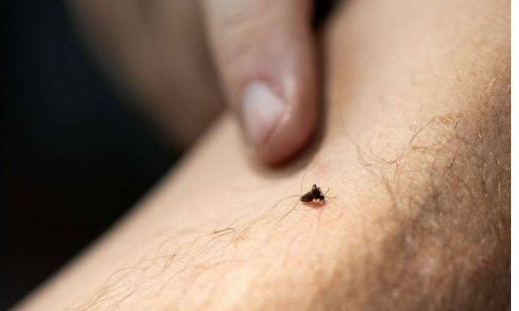 Mosquito Blood Meals Can Reveal Entire Ecosystems, According to a New University of Florida Study