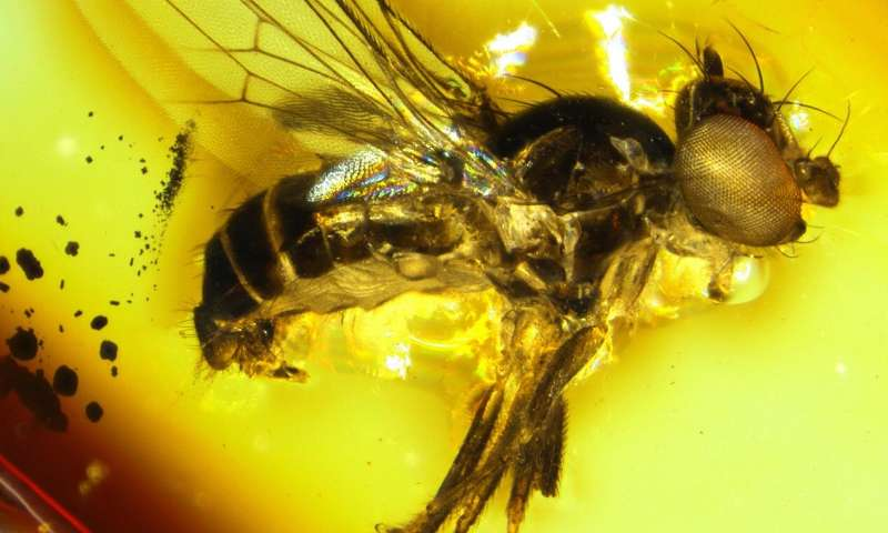 Scientists at the American Museum of Natural History Describe More Than 70 New Species in 2025