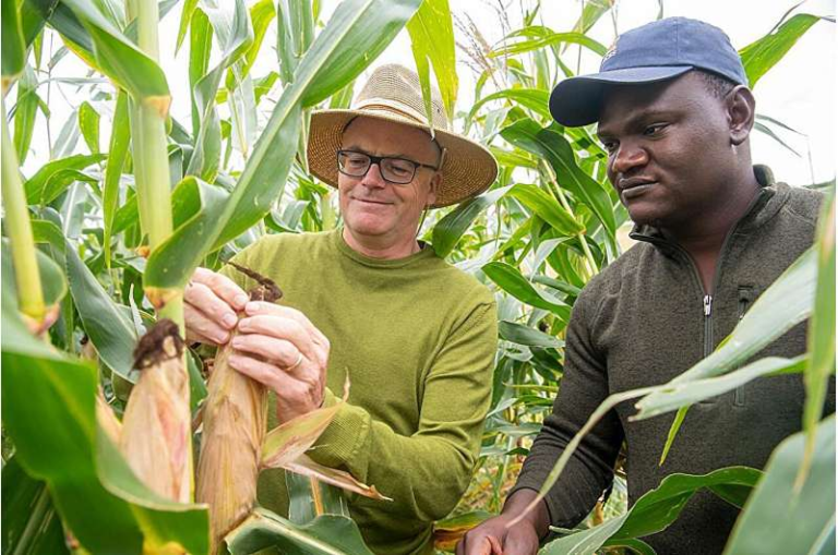 Public Seed Banks Are Helping Researchers Fast-Track Corn Quality Research Beyond Yield
