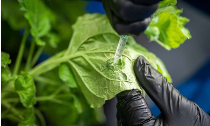 Spray-On Antibacterial Coating Could Help Plants Fight Disease and Survive Drought