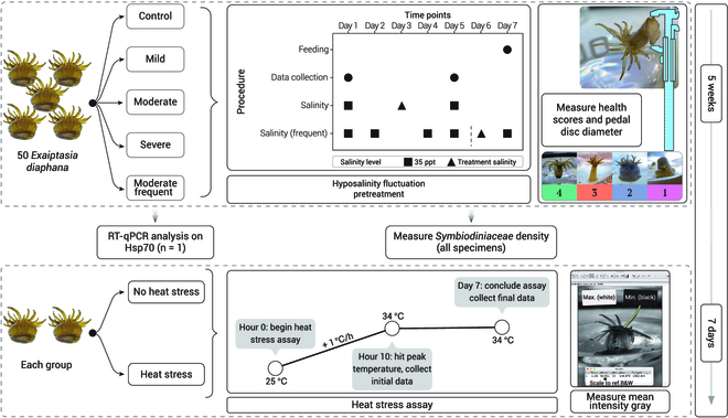 Hurricane Rainfall Can Push Sea Anemones Beyond Their Limit, New Study Finds