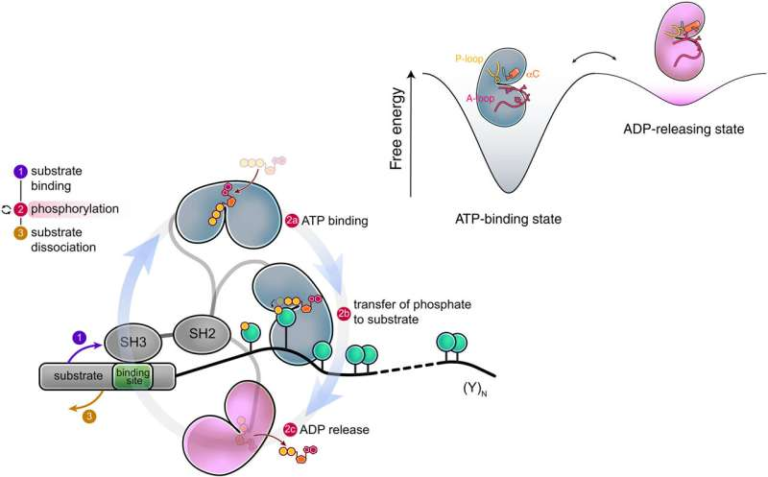 Scientists Discover a Short-Lived Src Kinase State That Is Crucial for Cell Migration and T-Cell Function