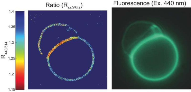 Scientists Discover a New Way Cells Use Electricity Through Tiny Internal Droplets