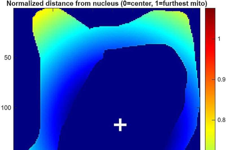 Mitochondria Move Toward the Cell Edge When Glucose Levels Rise and Scientists Are Finally Figuring Out Why