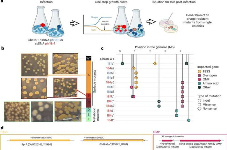 Phage-Resistant Marine Bacteria Can Still Help Sink Carbon to the Ocean Floor