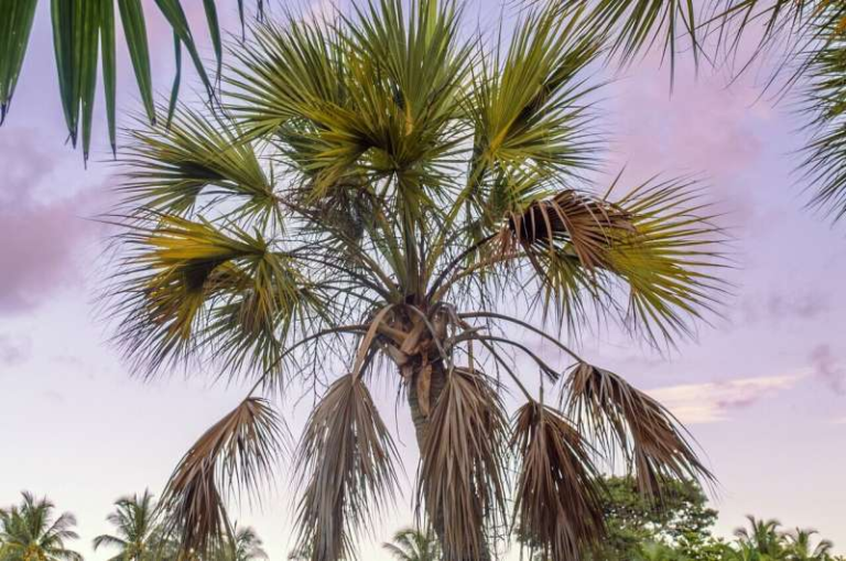 Rising Seas Are Putting Florida’s State Tree at Risk but New Research Points to a Practical Solution