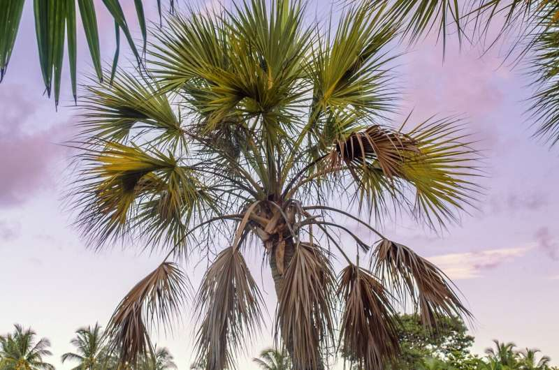 Rising Seas Are Putting Florida’s State Tree at Risk but New Research Points to a Practical Solution