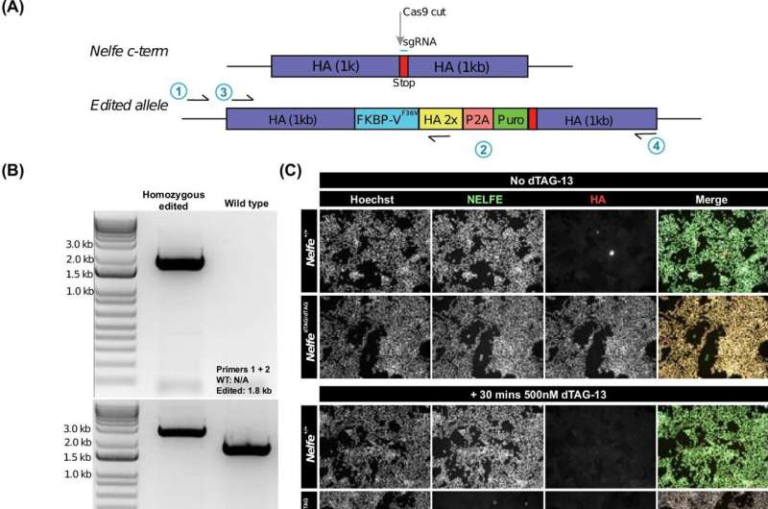 A Tiny Genetic Pause May Have Helped Complex Life Evolve