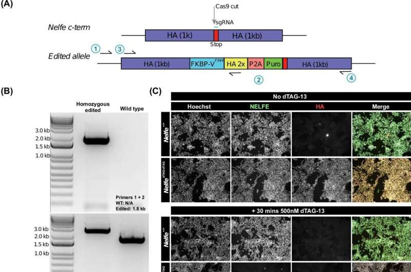A Tiny Genetic Pause May Have Helped Complex Life Evolve