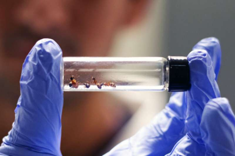 Ants Could Help Solve the Superbug Crisis and Transform How We Use Antibiotics