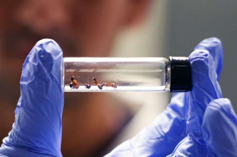 Ants Could Help Solve the Superbug Crisis and Transform How We Use Antibiotics