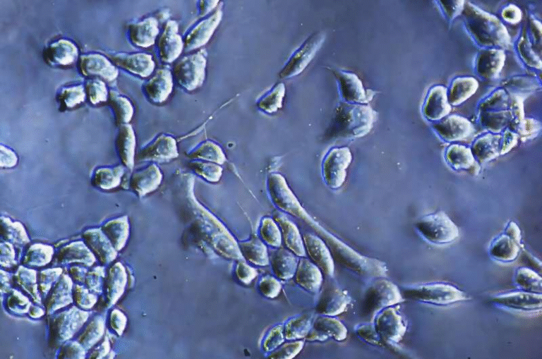 MIT Researchers Develop a Gentle Enzyme-Free Method to Detach Cells From Culture Surfaces