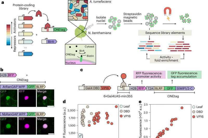 Scientists Develop a Speed Scanner That Can Test Thousands of Plant Gene Switches at Once