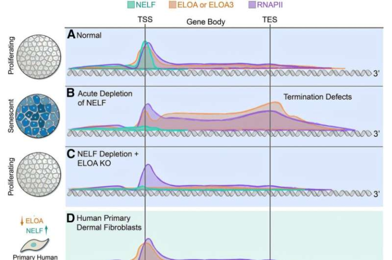 Scientists Discover How Gene Transcription Machinery Actively Shapes Aging and Cellular Senescence
