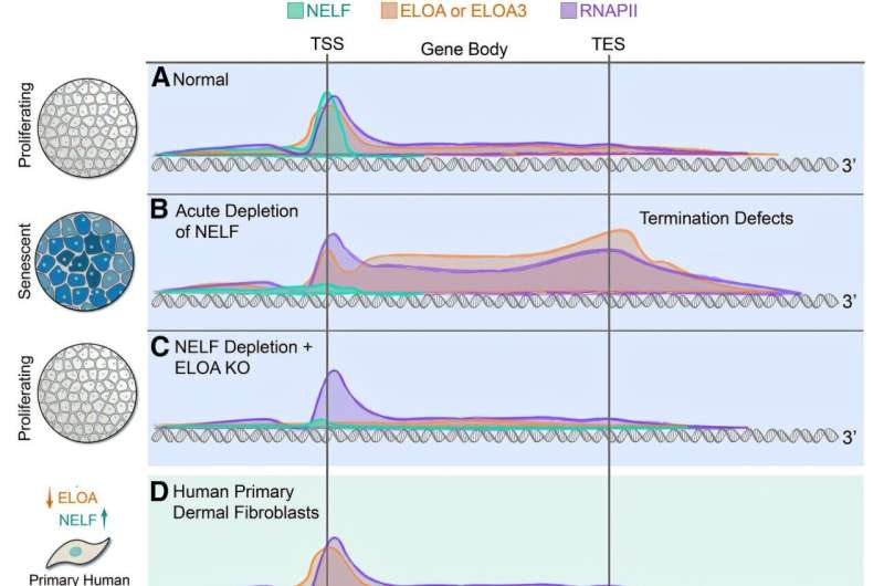 Scientists Discover How Gene Transcription Machinery Actively Shapes Aging and Cellular Senescence