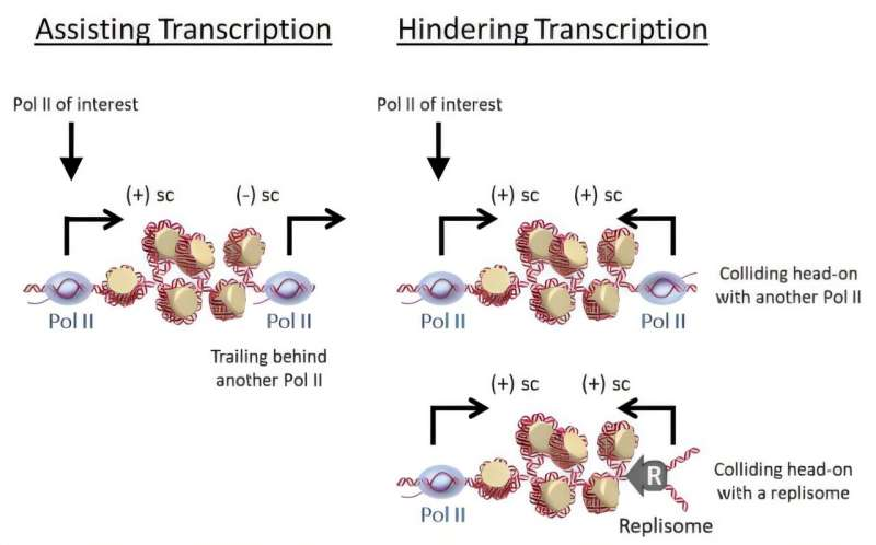 DNA Packaging Once Seen as an Obstacle Is Now Helping Genes Get Expressed