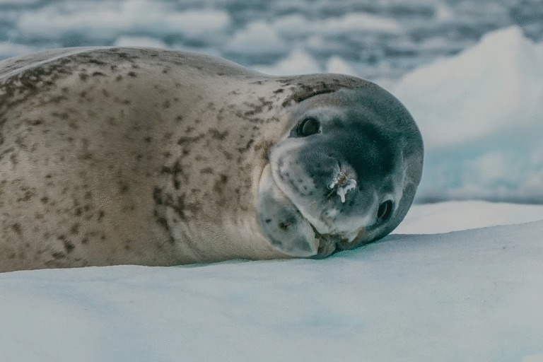 Leopard Seal Mothers Show Remarkable Care for Deceased Pups in a Rare and Intriguing Antarctic Behavior