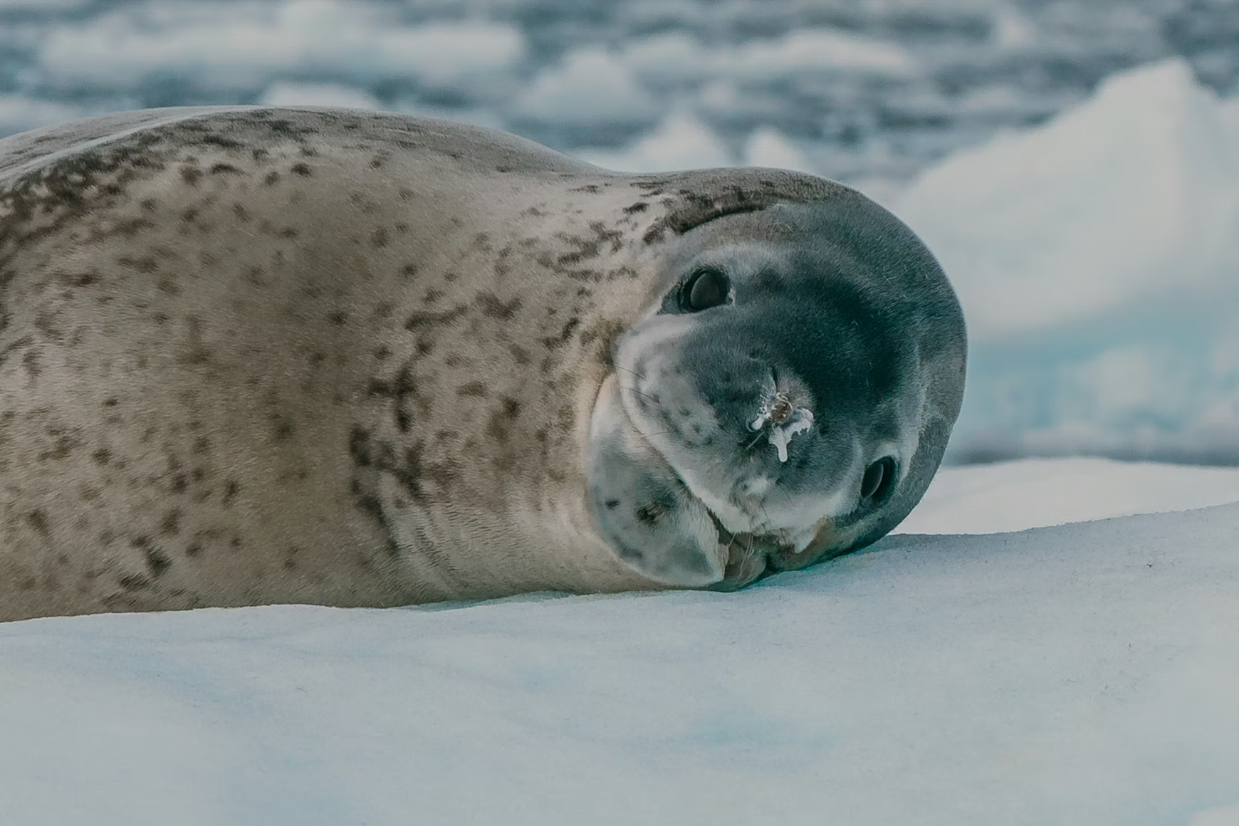 Leopard Seal Mothers Show Remarkable Care for Deceased Pups in a Rare and Intriguing Antarctic Behavior