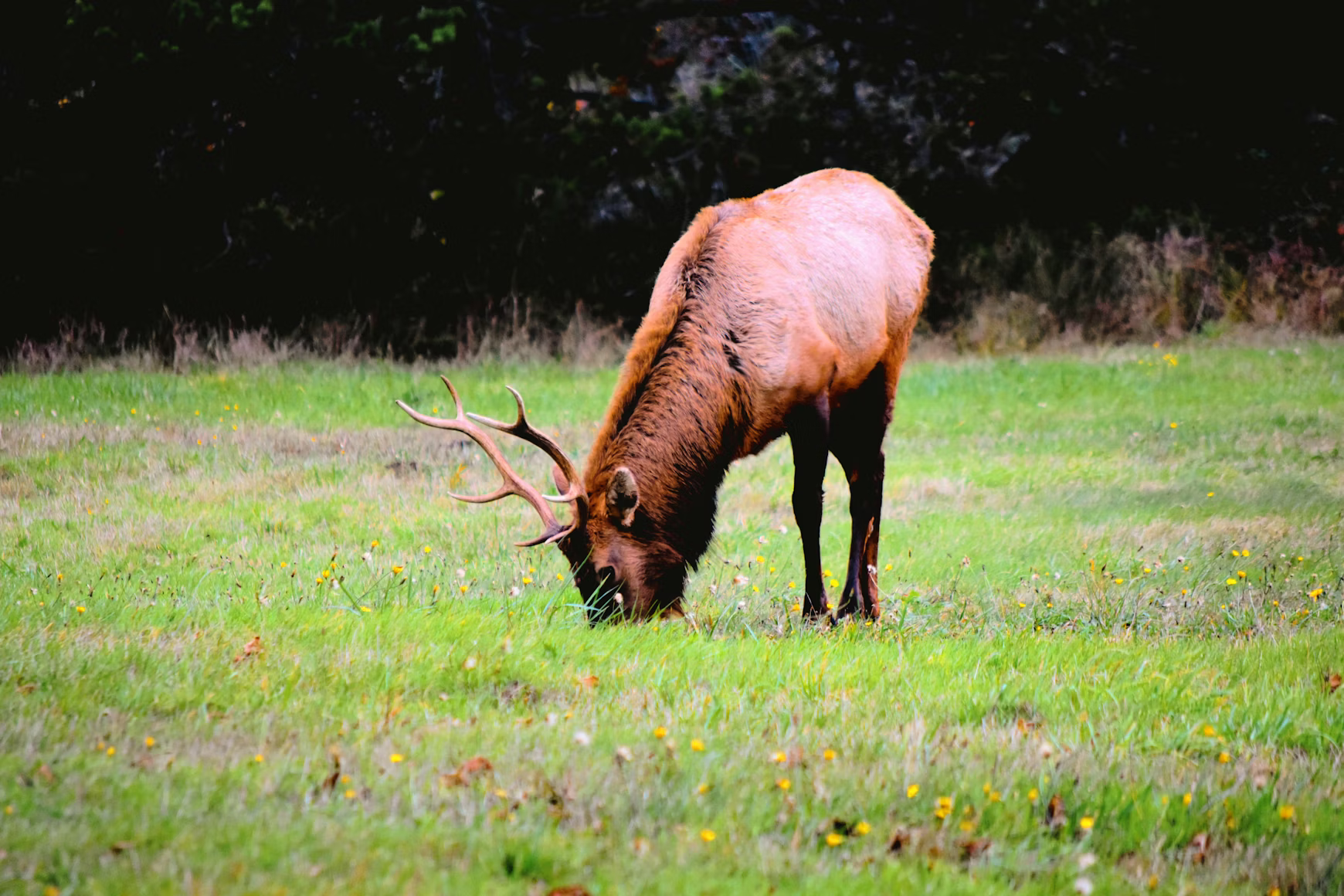 Oregon Elk Show Promising Genetic Advantage Against Chronic Wasting Disease