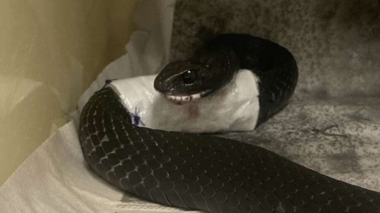How a Snake Named Problem Helped Reveal 25 Years of Insights Into Treating Injured Reptiles