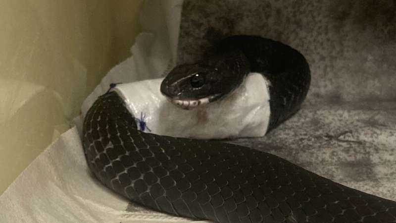 How a Snake Named Problem Helped Reveal 25 Years of Insights Into Treating Injured Reptiles
