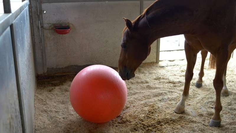 Simple Enrichment Tools Are Improving the Health and Welfare of Stabled Horses, According to New UC Davis Research