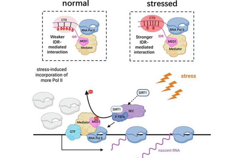 A Newly Identified Molecular Switch Helps Breast Cancer Cells Survive Harsh Conditions