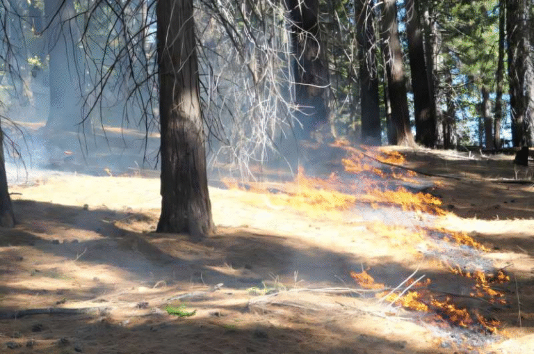 Prescribed Burning in the Sierra Nevada Helps Forests Store More Stable Carbon Over Time