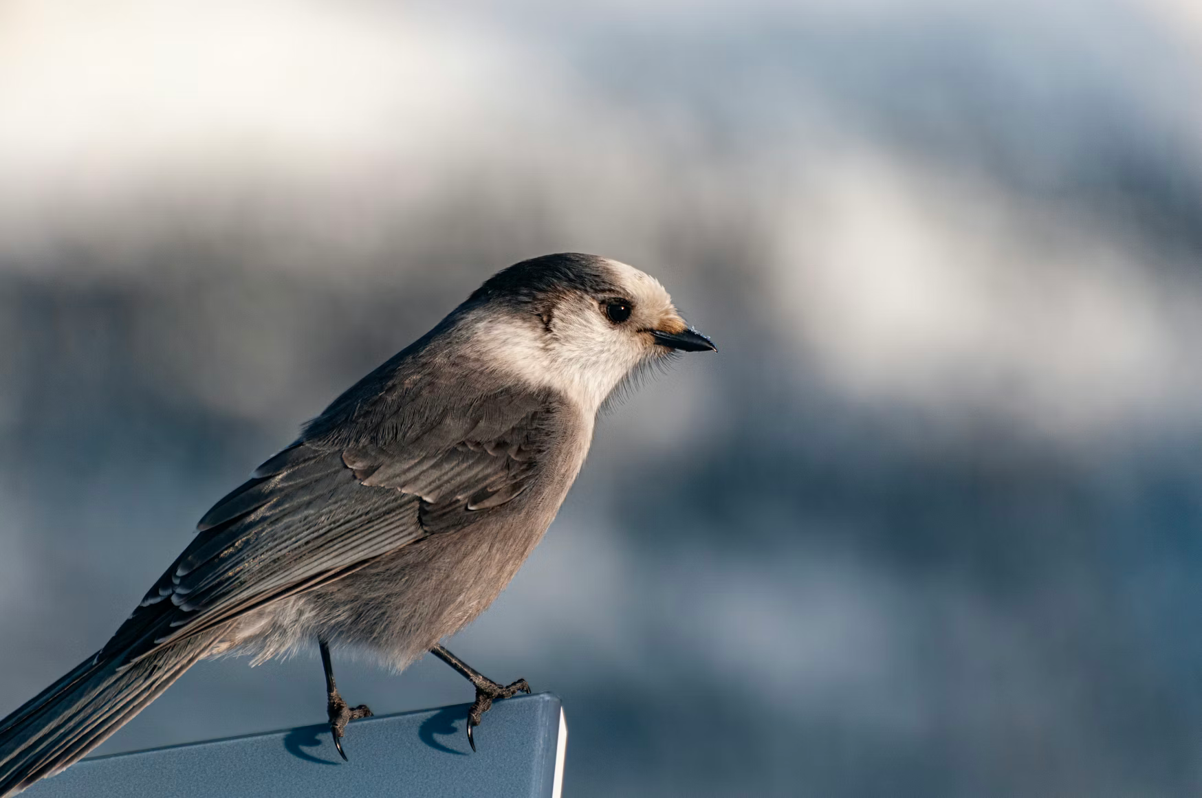 Thirty Years of Pacific Northwest Bird Research Reveals Their Remarkable Resilience to a Warming Climate