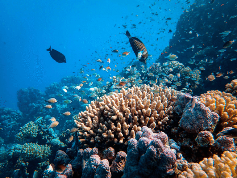 Equatorial Coral Reefs May Offer Natural Safe Havens During Intensifying Marine Heatwaves