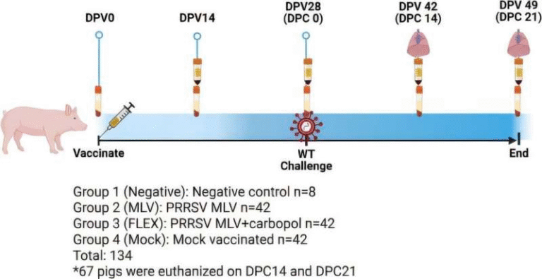 New Study Shows PRRSV Vaccines Rely on T Cell Immunity for Protection