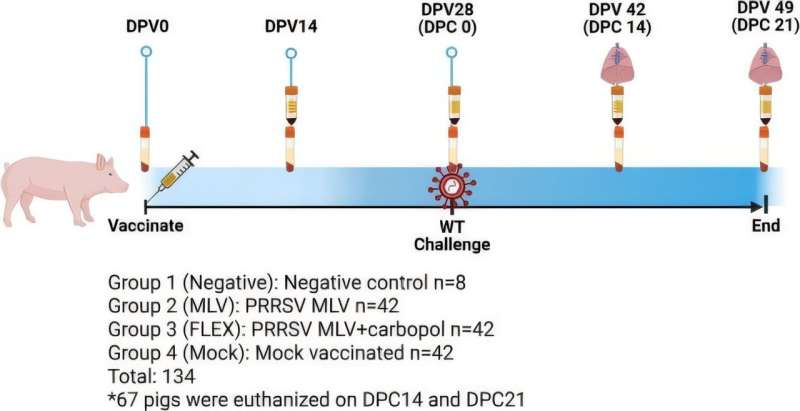 New Study Shows PRRSV Vaccines Rely on T Cell Immunity for Protection