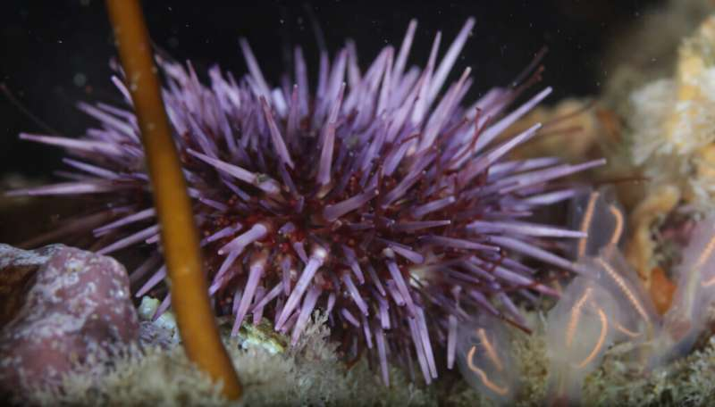 Moderate Marine Heat Waves Are Quietly Shutting Down Sea Urchin Reproduction Along the Pacific Coast