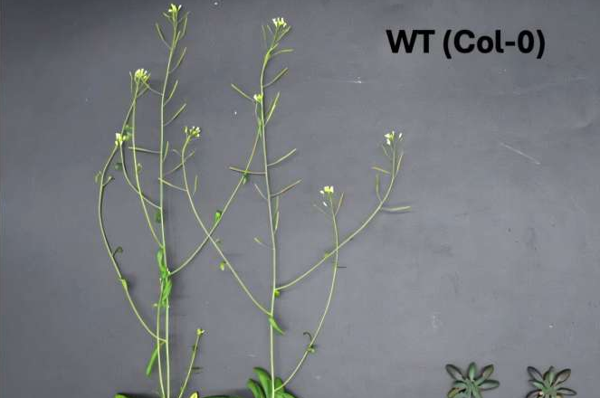 Scientists Identify a Phosphorus-Responsive Switch That Determines When Plants Flower